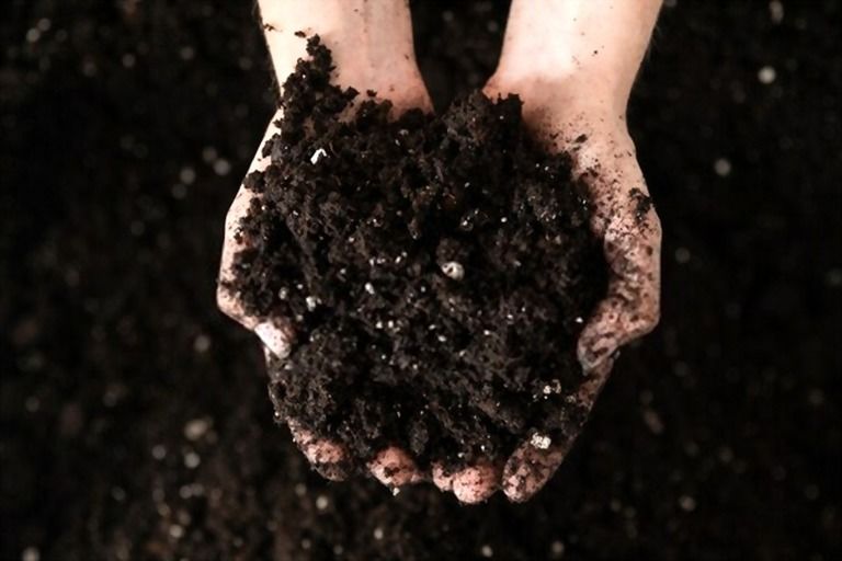 How To Make Your Grass Greener And Thicker? How To Make Your Grass Greener And Thicker?