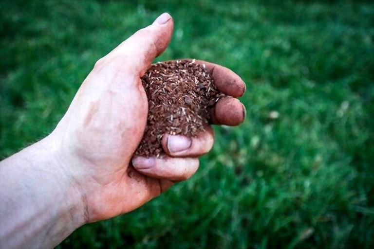 How To Make Your Grass Greener And Thicker? How To Make Your Grass Greener And Thicker?