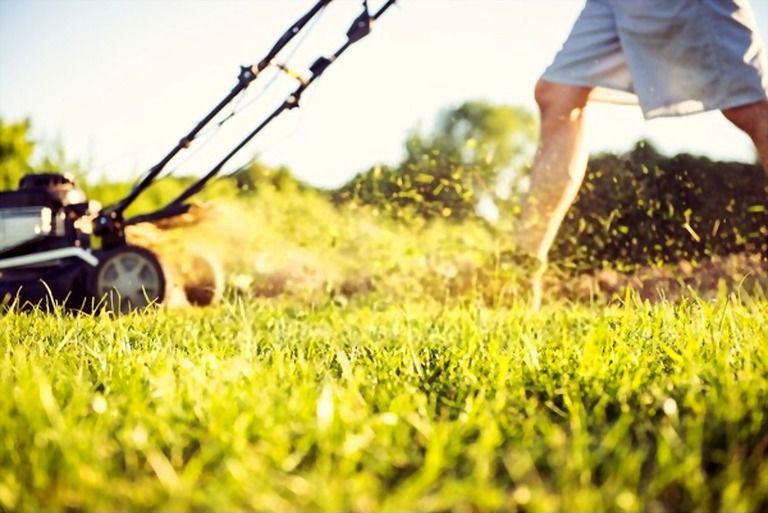 How To Make Your Grass Greener And Thicker? How To Make Your Grass Greener And Thicker?