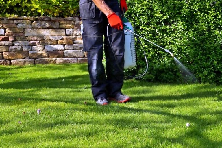 How To Make Your Grass Greener And Thicker? How To Make Your Grass Greener And Thicker?