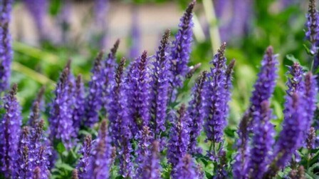 Low-Maintenance Deer-Resistant Plants