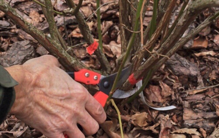 Where To Plant Blueberries In Yard? Where To Plant Blueberries In Yard?