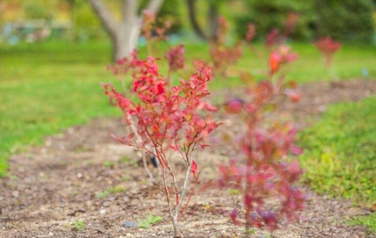 Where To Plant Blueberries In Yard? Where To Plant Blueberries In Yard?