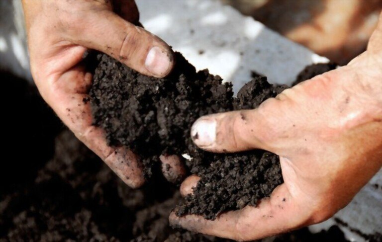 Where To Plant Blueberries In Yard? Where To Plant Blueberries In Yard?