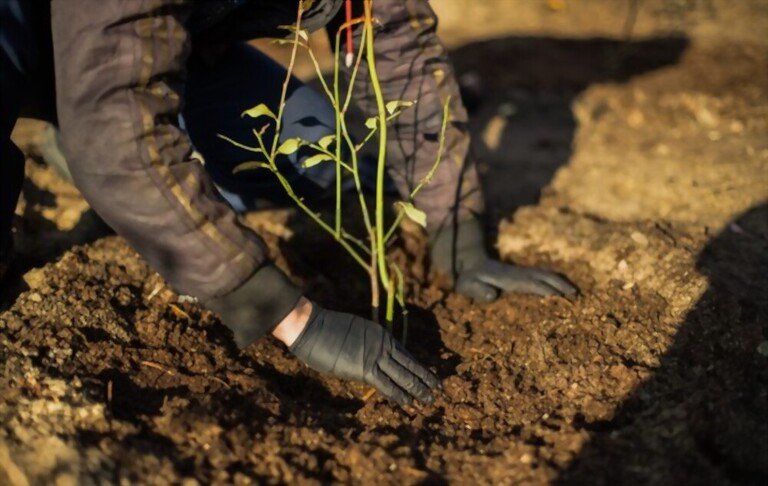 Where To Plant Blueberries In Yard? Where To Plant Blueberries In Yard?