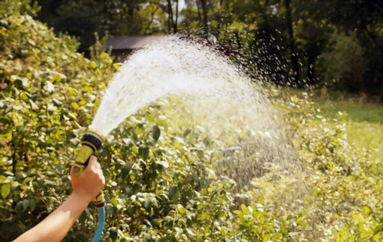 Where To Plant Blueberries In Yard? Where To Plant Blueberries In Yard?