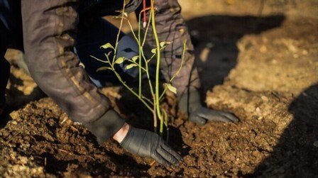 Where To Plant Blueberries In Yard?