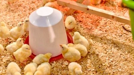 7 Best Chicken Waterers of 2025