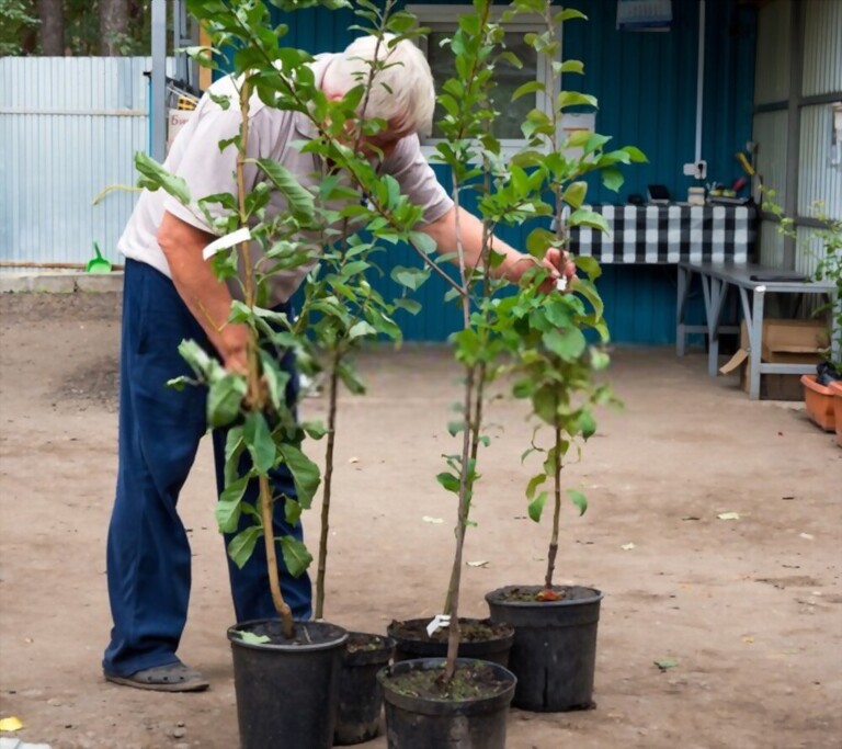 How To Make Apple Trees Grow Faster? How To Make Apple Trees Grow Faster?
