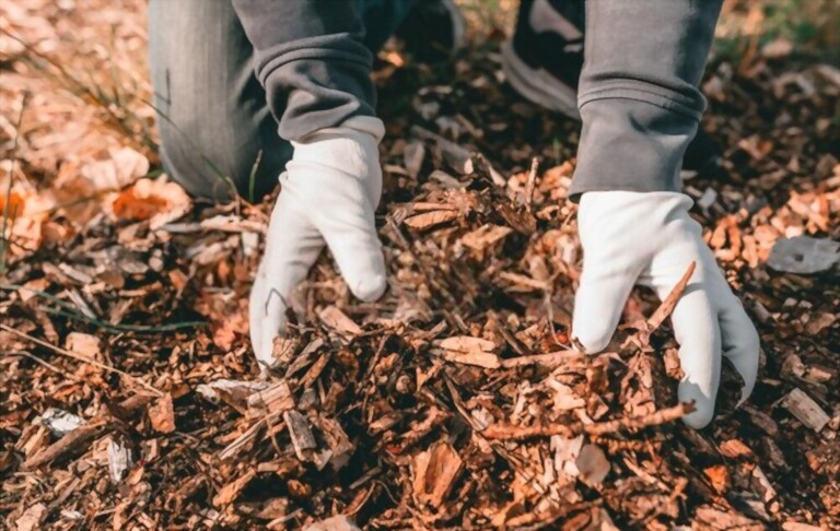 How To Make Apple Trees Grow Faster? How To Make Apple Trees Grow Faster?