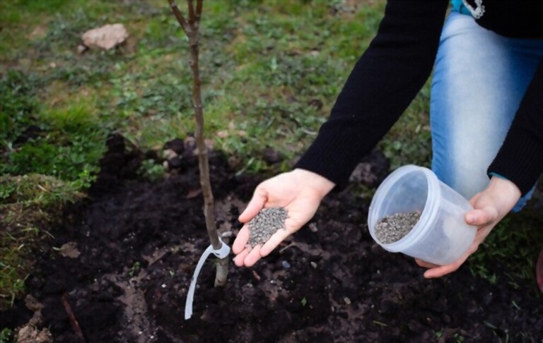 How To Make Apple Trees Grow Faster? How To Make Apple Trees Grow Faster?