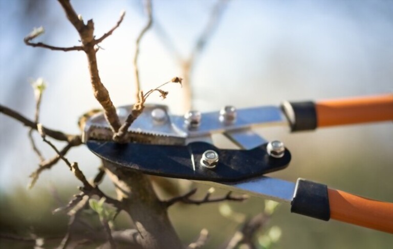 How To Make Apple Trees Grow Faster? How To Make Apple Trees Grow Faster?