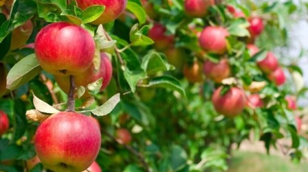 How To Make Apple Trees Grow Faster? How To Make Apple Trees Grow Faster?