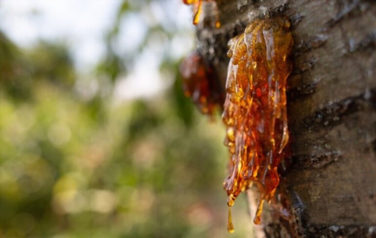 Gummosis On Peach Tree - Causes And Treatment Gummosis On Peach Tree - Causes And Treatment
