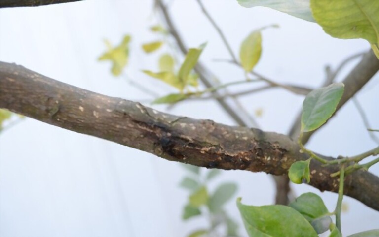 Gummosis On Peach Tree - Causes And Treatment Gummosis On Peach Tree - Causes And Treatment