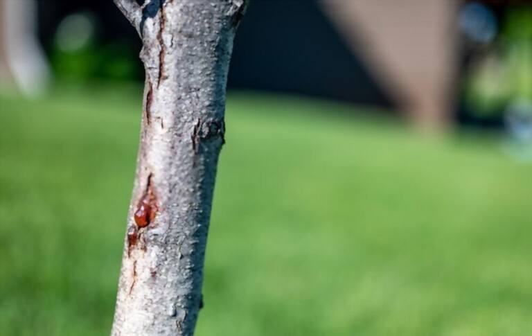 Gummosis On Peach Tree - Causes And Treatment Gummosis On Peach Tree - Causes And Treatment