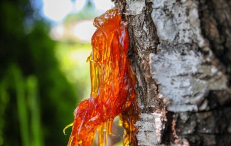 Gummosis On Peach Tree - Causes And Treatment Gummosis On Peach Tree - Causes And Treatment
