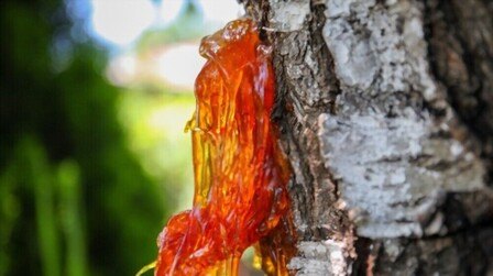 Gummosis On Peach Tree - Causes And Treatment