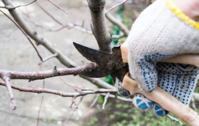 Gummosis On Peach Tree - Causes And Treatment Gummosis On Peach Tree - Causes And Treatment