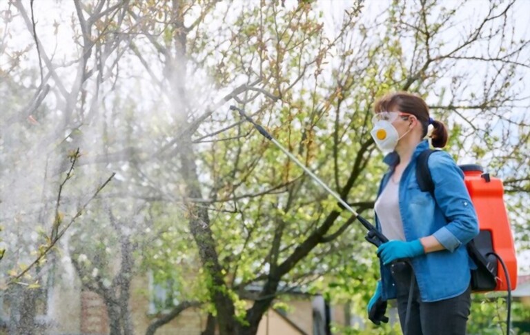 Gummosis On Peach Tree - Causes And Treatment Gummosis On Peach Tree - Causes And Treatment
