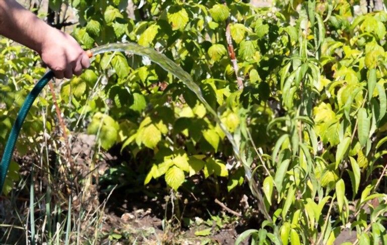Gummosis On Peach Tree - Causes And Treatment Gummosis On Peach Tree - Causes And Treatment