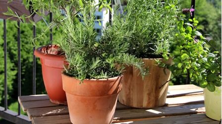 6 Best Planters For Herbs of 2025