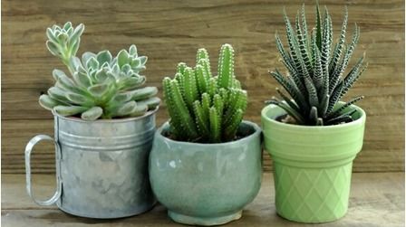 6 Best Planters For Succulents of 2025 6 Best Planters For Succulents of 2025