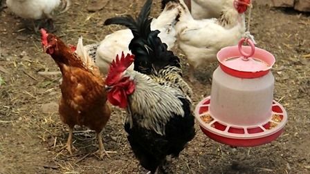 6 Best Feeders For Chickens of 2025 6 Best Feeders For Chickens of 2025