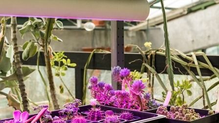 6 Best Grow Lights For Succulents of 2025