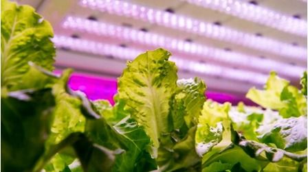 6 Best Led Grow Lights For Indoor Plants of 2025