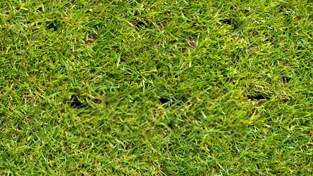 How To Keep Grass Green In Hot Weather? How To Keep Grass Green In Hot Weather?