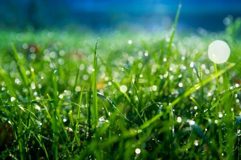 How To Keep Grass Green In Hot Weather? How To Keep Grass Green In Hot Weather?