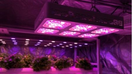 6 Best Cob Led Grow Lights of 2025