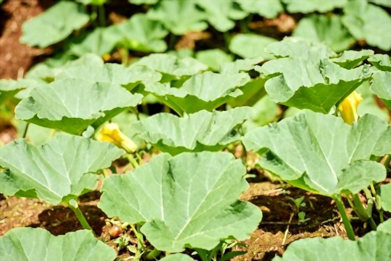 What Are The Three Main Types Of Fertilizers? What Are The Three Main Types Of Fertilizers?