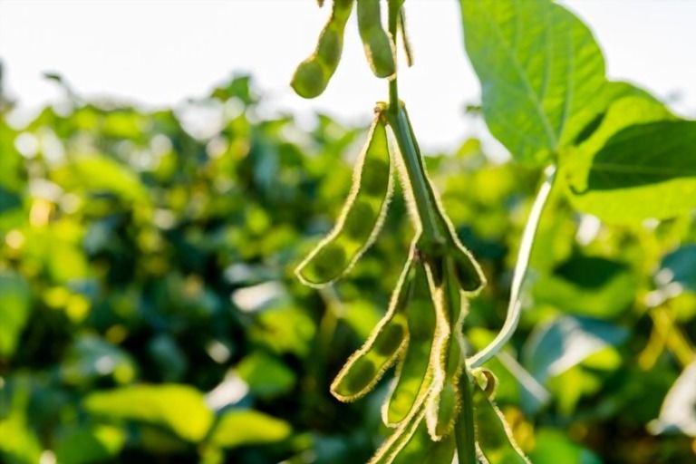 What Are The Three Main Types Of Fertilizers? What Are The Three Main Types Of Fertilizers?