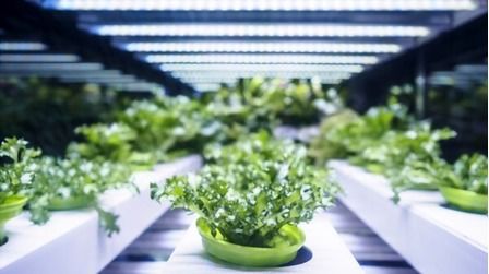 How To Use Grow Lights For Indoor Plants - Tips For Beginners