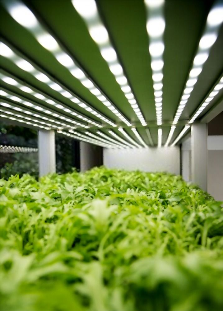 How To Use Grow Lights For Indoor Plants - Tips For Beginners How To Use Grow Lights For Indoor Plants - Tips For Beginners