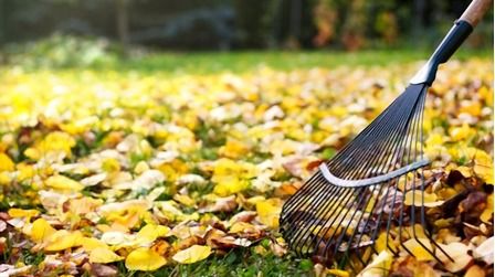 Best Rake For Pine Needles of 2026: Top 6 Picks