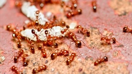 6 Best Insecticides For Ants of 2025