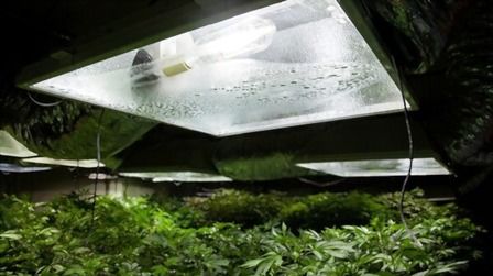 5 Best HPS Grow Lights of 2025