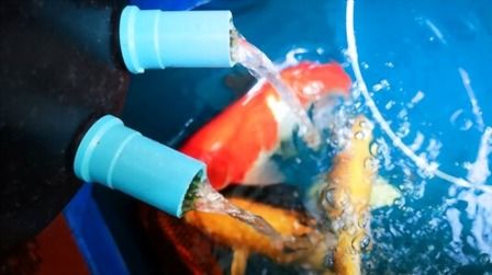 6 Best Pond Filters For Koi of 2025