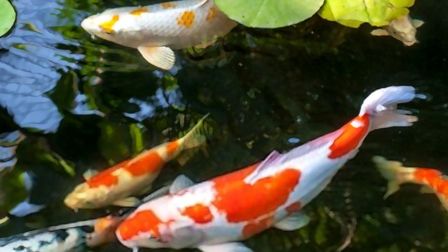 Best UV Light For Koi Pond of 2025: Top 5 Picks