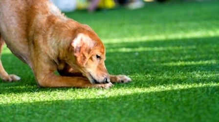6 Best Artificial Grass For Dogs of 2025