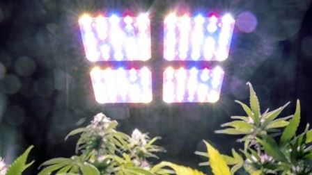 6 Highest Yielding Led Grow Lights of 2025