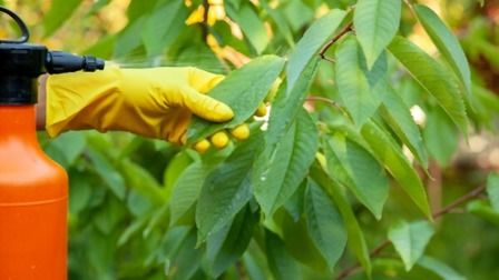 Best Insecticide For Vegetable Garden of 2025: Top 6 Picks