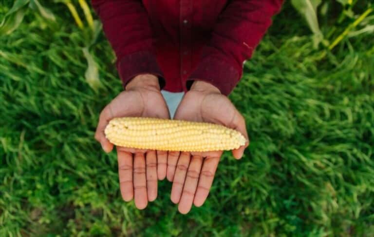 What Can We Do To Show Our Support For Locally Grown Produce? What Can We Do To Show Our Support For Locally Grown Produce?