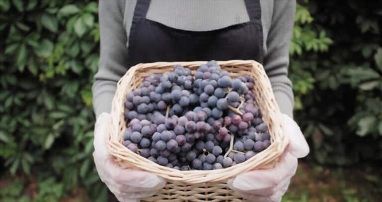 What Can We Do To Show Our Support For Locally Grown Produce? What Can We Do To Show Our Support For Locally Grown Produce?