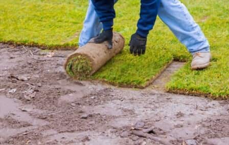 Best Liquid Fertilizer For New Sod of 2025: Top 6 Picks