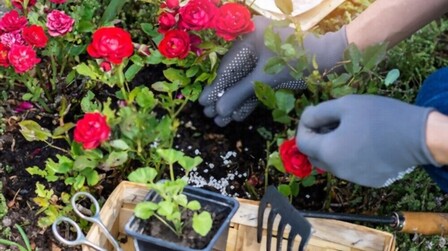 Best Rose Food For Knockout Roses of 2025: Top 6 Picks