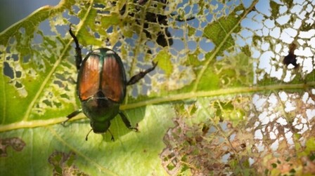 Best Insecticide For Japanese Beetles of 2025: Top 6 Picks
